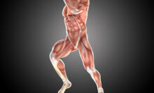Anatomy FMGE Simple Recall Questions