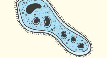 NEET Biology Matching Type Questions
