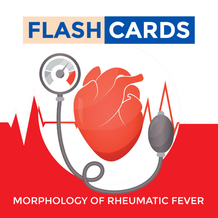 Morphology of Rheumatic Fever – Rheumatic Fever – Cardiovascular system