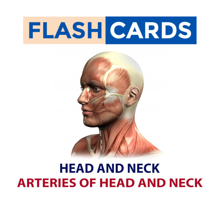 ARTERIES OF HEAD AND NECK – HEAD AND NECK – ANATOMY