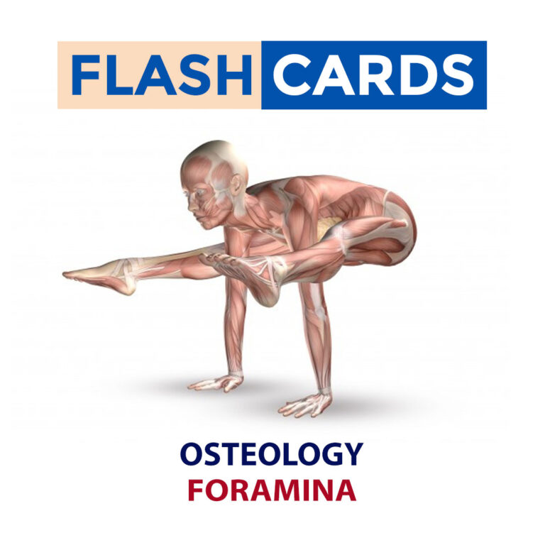FORAMINA – OSTEOLOGY – ANATOMY